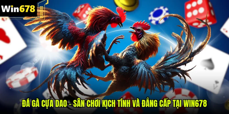 Đá gà cựa dao