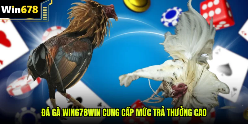 Đá gà Win678win cung cấp mức trả thưởng cao