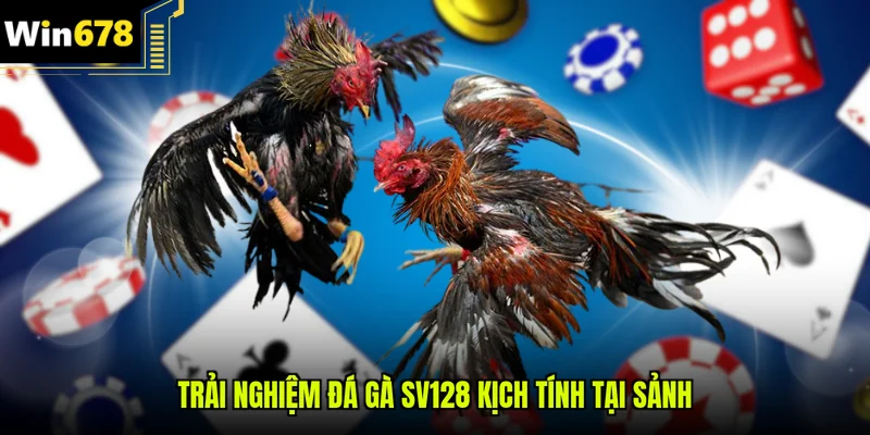 Trải nghiệm đá gà SV128 kịch tính tại sảnh